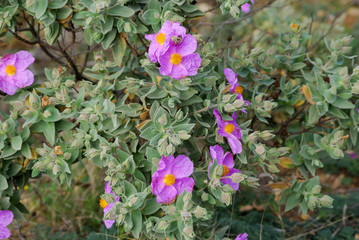 Cistes dans la garrigue