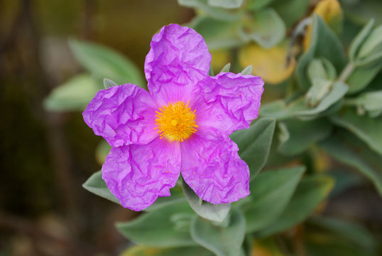 Ciste dans la garrigue