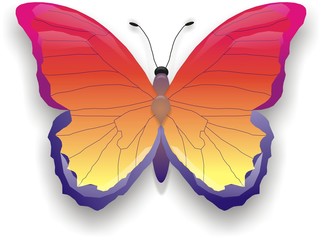 yellow-red butterfly