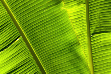 Feuille de bananier