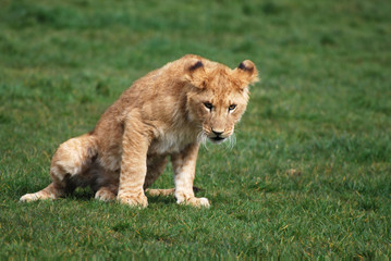 Lion cub