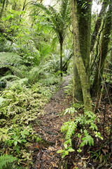 Trail inside tropical forest