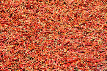 Fototapeta premium pepper red