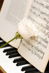 Fototapeta na wymiar White rose over music sheets and piano keys