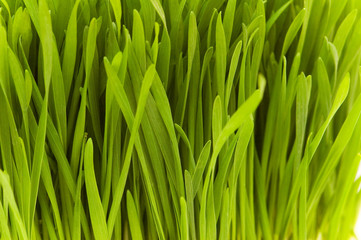 Fototapeta na wymiar Extreme close up of fresh grass blades