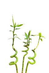 Fototapeta premium Bamboo branches isolated on the white background