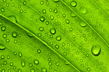Green leaf texture