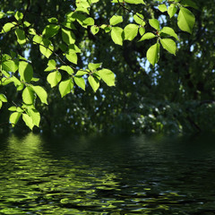 Naklejka premium green leaves reflecting in the water, shallow focus