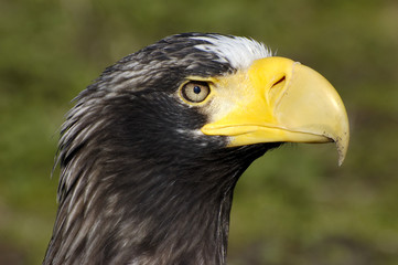 Riesenseeadler 2