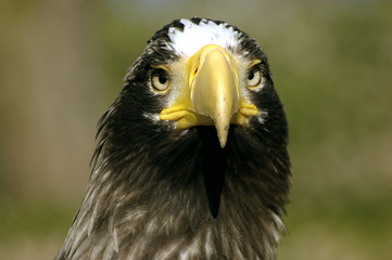 Riesenseeadler