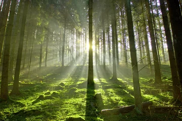 Selbstklebende Fototapete Natur Wald im Gegenlicht