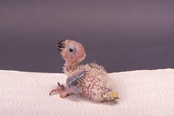 oisillon ara © Callalloo Twisty