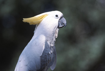 portrait cacatoes nature