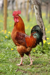 Gallo