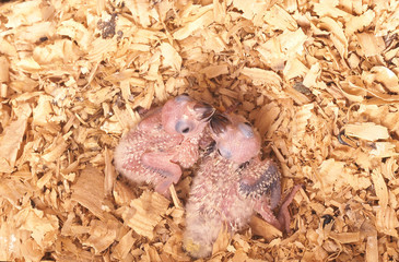 Obraz premium oisillons conure du soleil