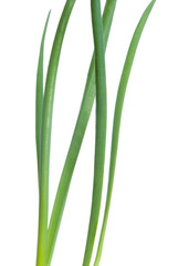 Green  onion isolated on white background