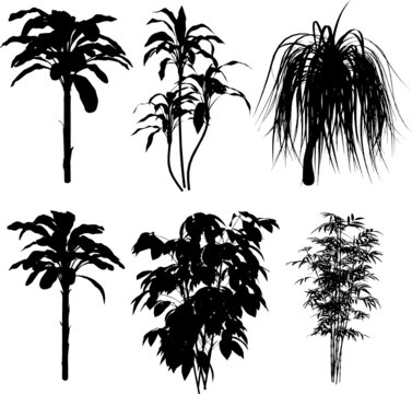 Bamboo And Other Tropical Plant VECTOR