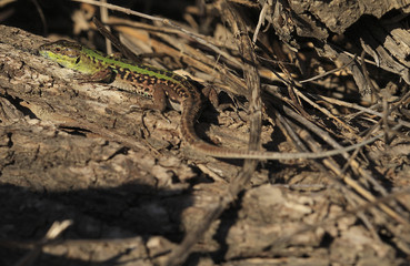 Lucertola al sole