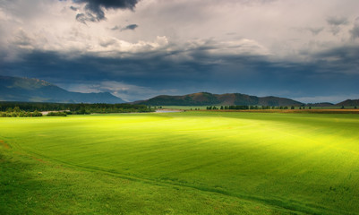 Fototapeta premium Green field