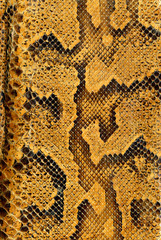 Snake skin background texture