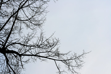 Obraz premium Naked tree