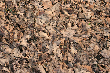 Oak leaves