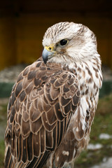 Saker falcon