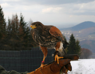 Falconry