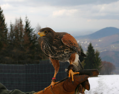 Falconry