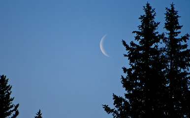 moon beside evergreens © Chris Gardiner