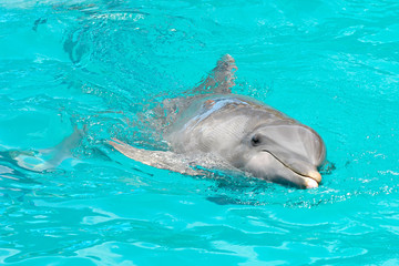 Naklejka premium Dolphin happy swimming in water