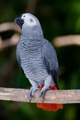 Rolgordijnen african grey parrot profile © beltsazar