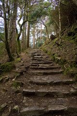 Obraz premium Stone steps under trees