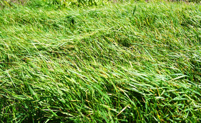Rustle of a grass.
