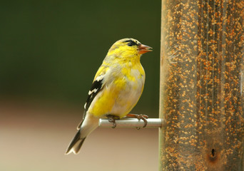 goldfinch at feeder