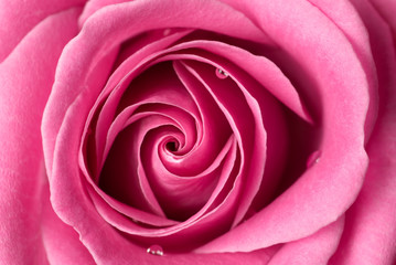 Fototapeta na wymiar Pink rose detail.