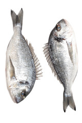 dorado fish back to back another dorado