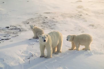 Cercles muraux Ours polaire Ours polaire avec ses petits