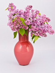 Purple lilac