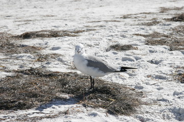 beach birds