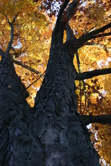 Orange Trees in the fall