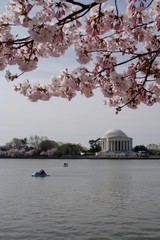 Cherry Blossom