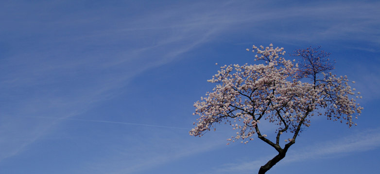 Cherry Blossom