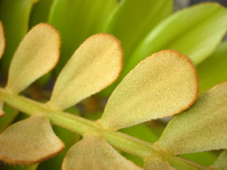 Lanate Leaves Background