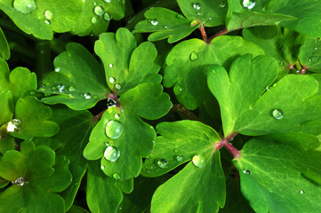 Bleeding hearts foliage