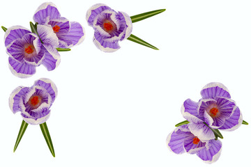 Flowers on the white