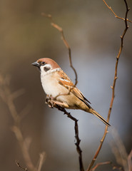 Passer montanus
