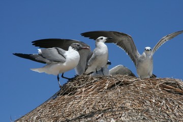 M&ouml;wen vor blauem Himmel