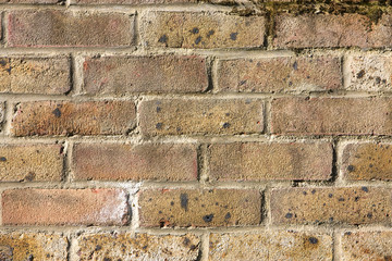 Old Garden Wall with Moss