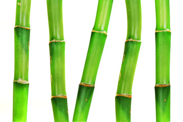 Oriental Bamboo